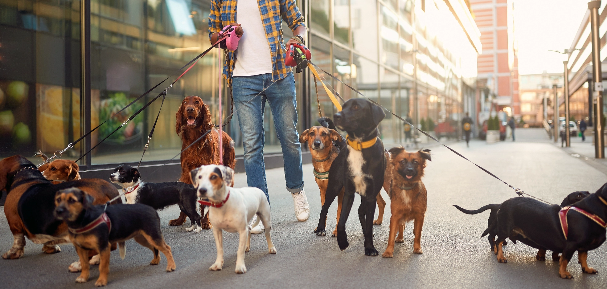 Dorking Dog Walking Dog Walking , Better Than Wix,  Dog walking rates, Better than squarespace, Simple Website, Free Website, Free website template, Dog walking services,  Pet exercise Serving Dorking